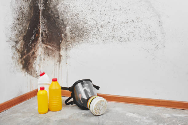 Best Mold Testing  in Oxoboxo River, CT
