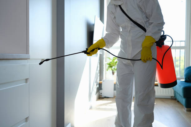Best Same-Day Mold Removal  in Oxoboxo River, CT