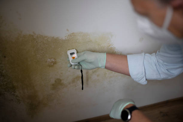 Best Mold Damage Repair  in Oxoboxo River, CT