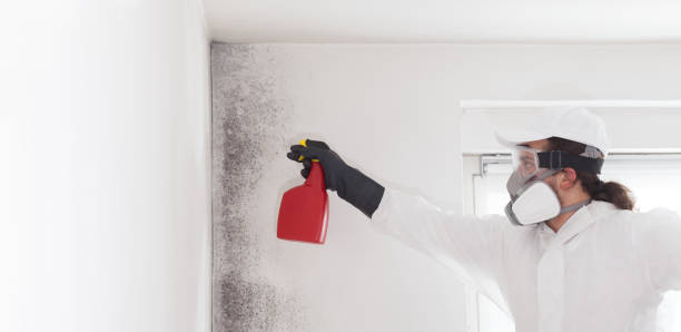 Best Commercial Mold Removal  in Oxoboxo River, CT