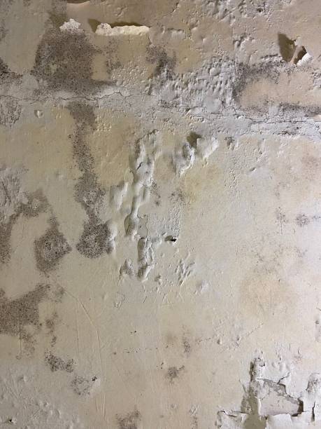 Best Mold Removal Company Near Me  in Oxoboxo River, CT