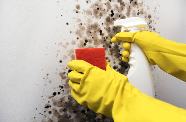Best Mold Testing  in Oxoboxo River, CT