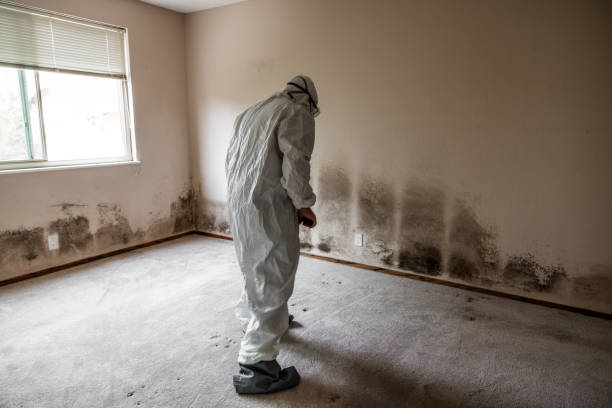 Best Mold Removal Near Me  in Oxoboxo River, CT
