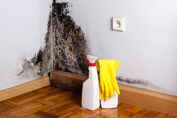 Best Best Mold Removal Companies  in Oxoboxo River, CT
