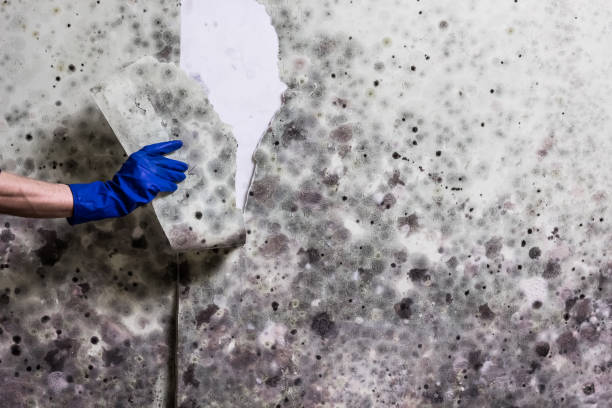Oxoboxo River, CT Mold Removal Company