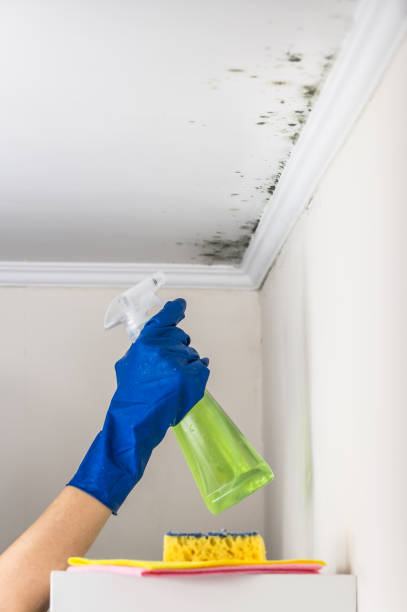 Best Emergency Mold Removal  in Oxoboxo River, CT